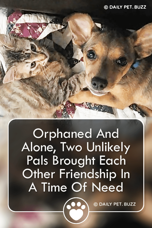 Orphaned And Alone, Two Unlikely Pals Brought Each Other Friendship In A Time Of Need