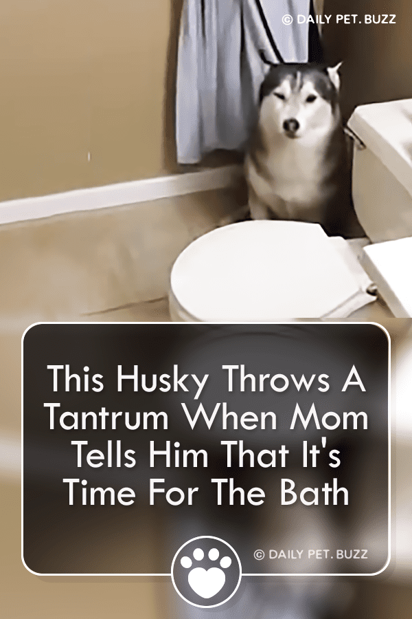 This Husky Throws A Tantrum When Mom Tells Him That It\'s Time For The Bath