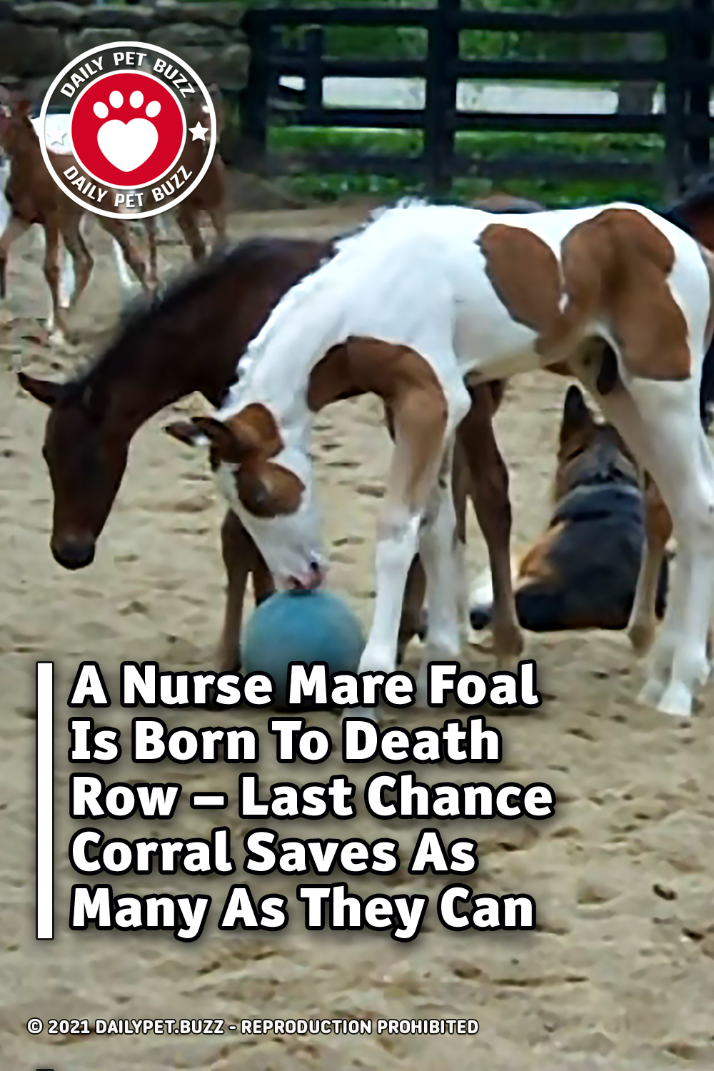 A Nurse Mare Foal Is Born To Death Row – Last Chance Corral Saves As Many As They Can