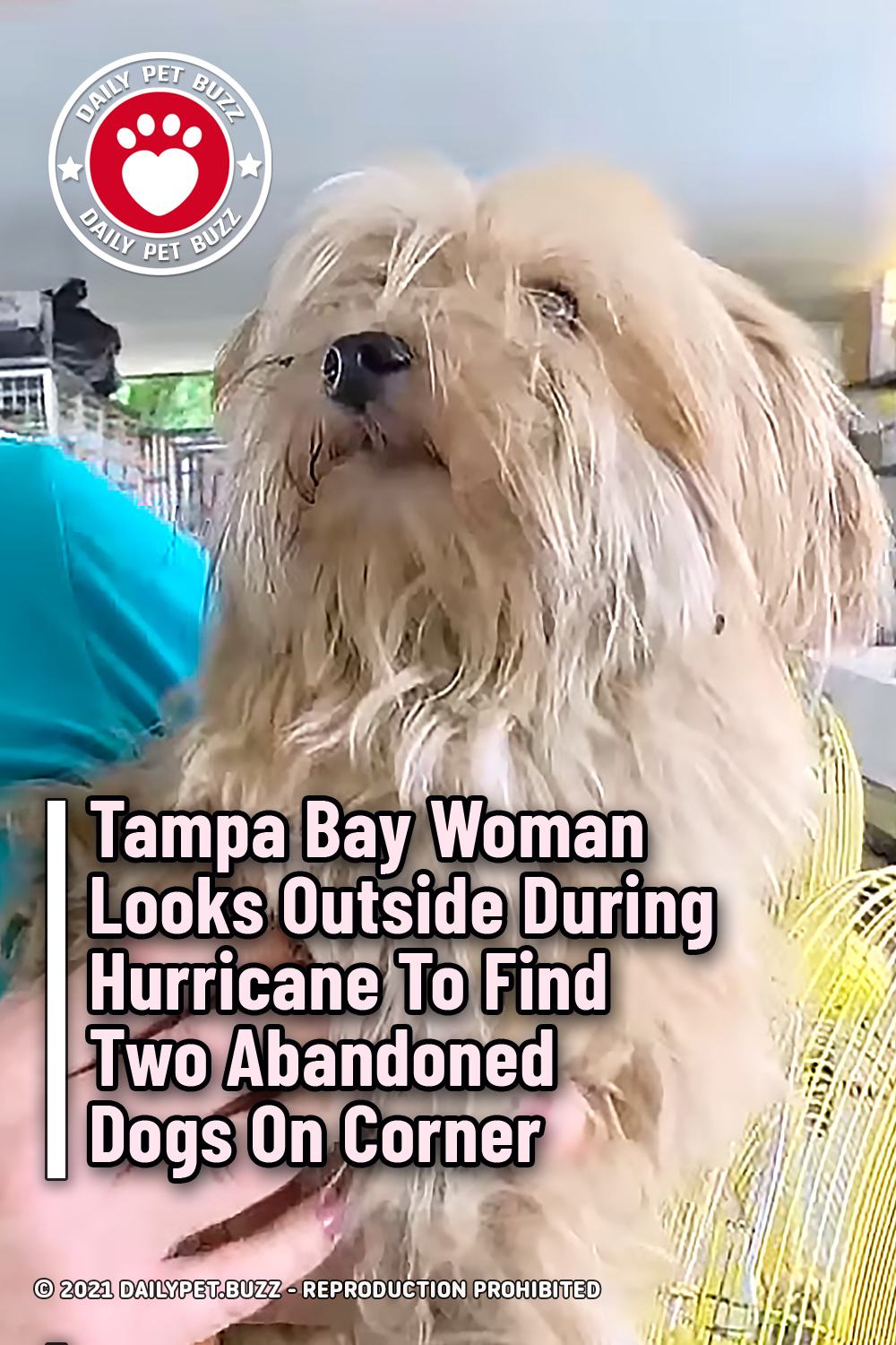 Tampa Bay Woman Looks Outside During Hurricane To Find Two Abandoned Dogs On Corner