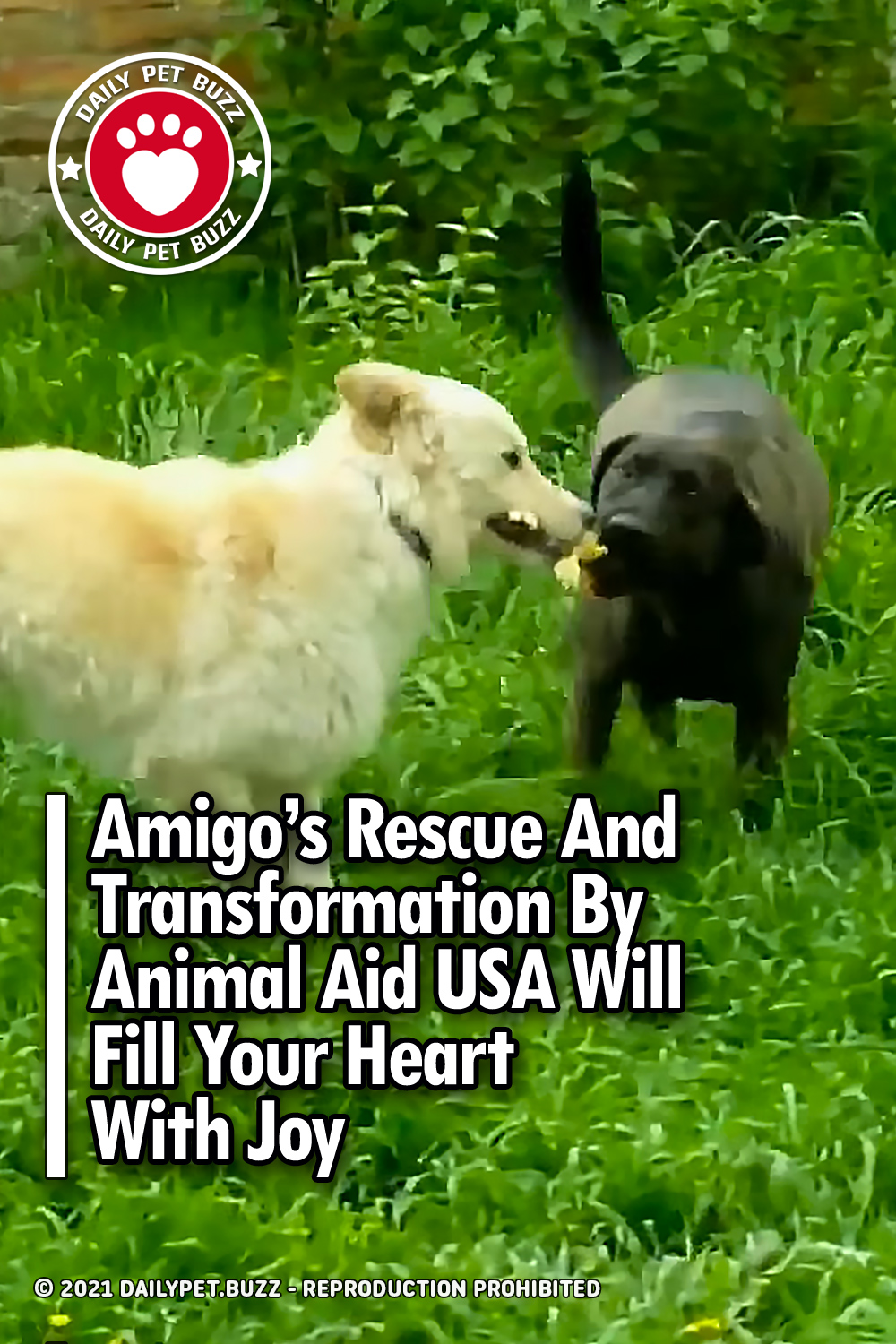 Amigo\'s Rescue And Transformation By Animal Aid USA Will Fill Your Heart With Joy
