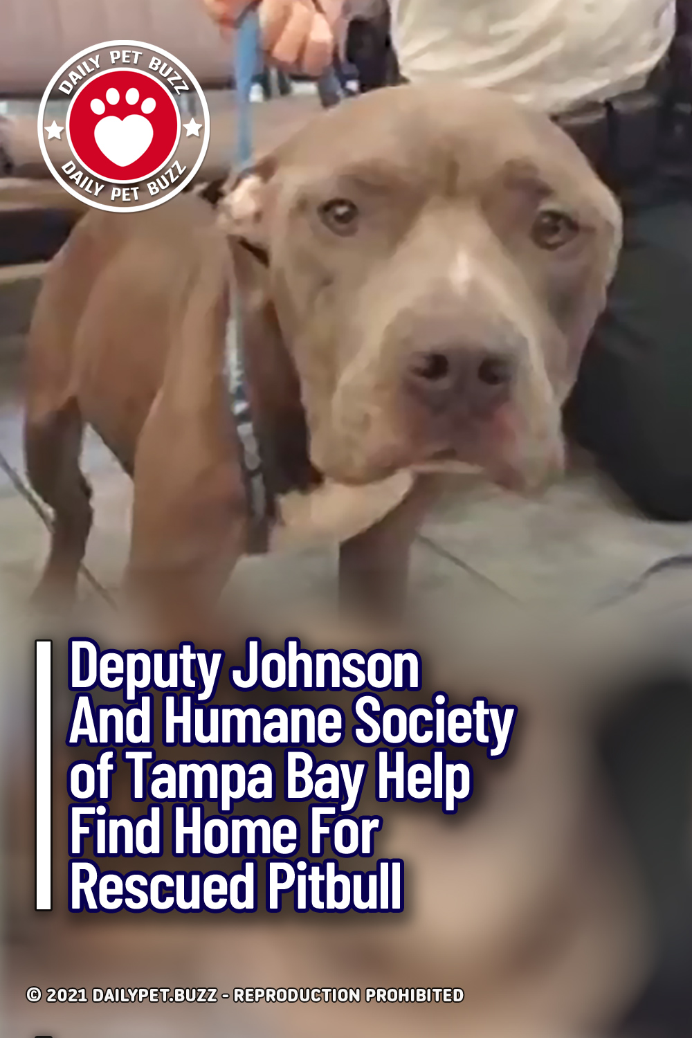 Deputy Johnson And Humane Society of Tampa Bay Help Find Home For Rescued Pitbull