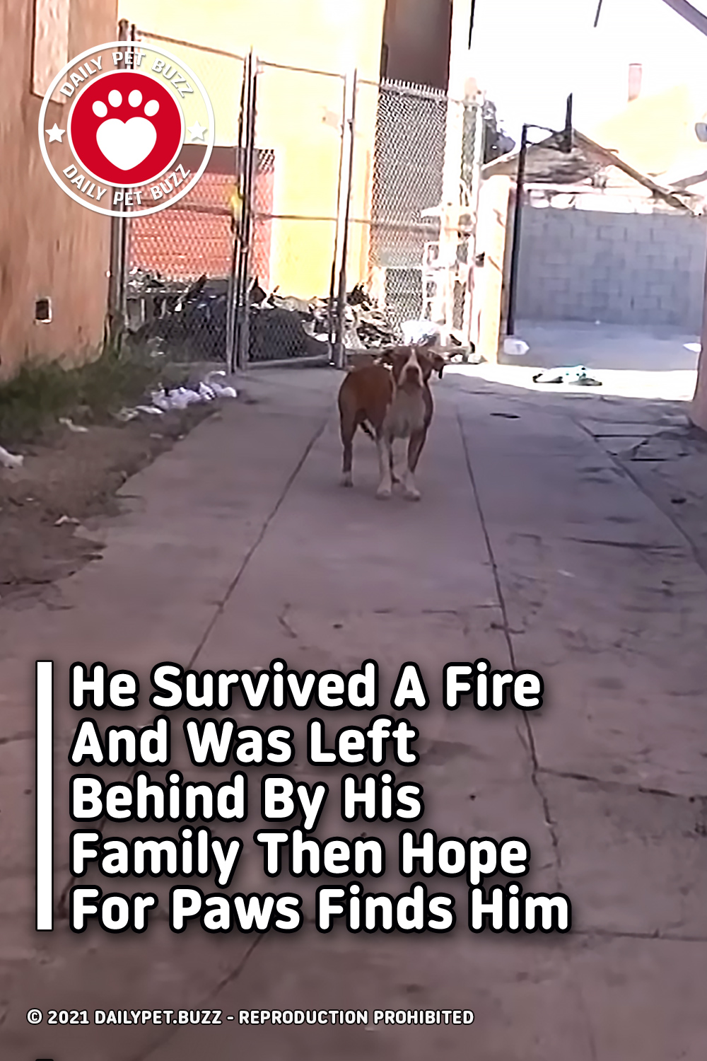 He Survived A Fire And Was Left Behind By His Family Then Hope For Paws Finds Him