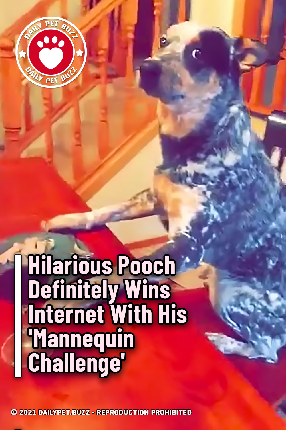 Hilarious Pooch Definitely Wins Internet With His \'Mannequin Challenge\'