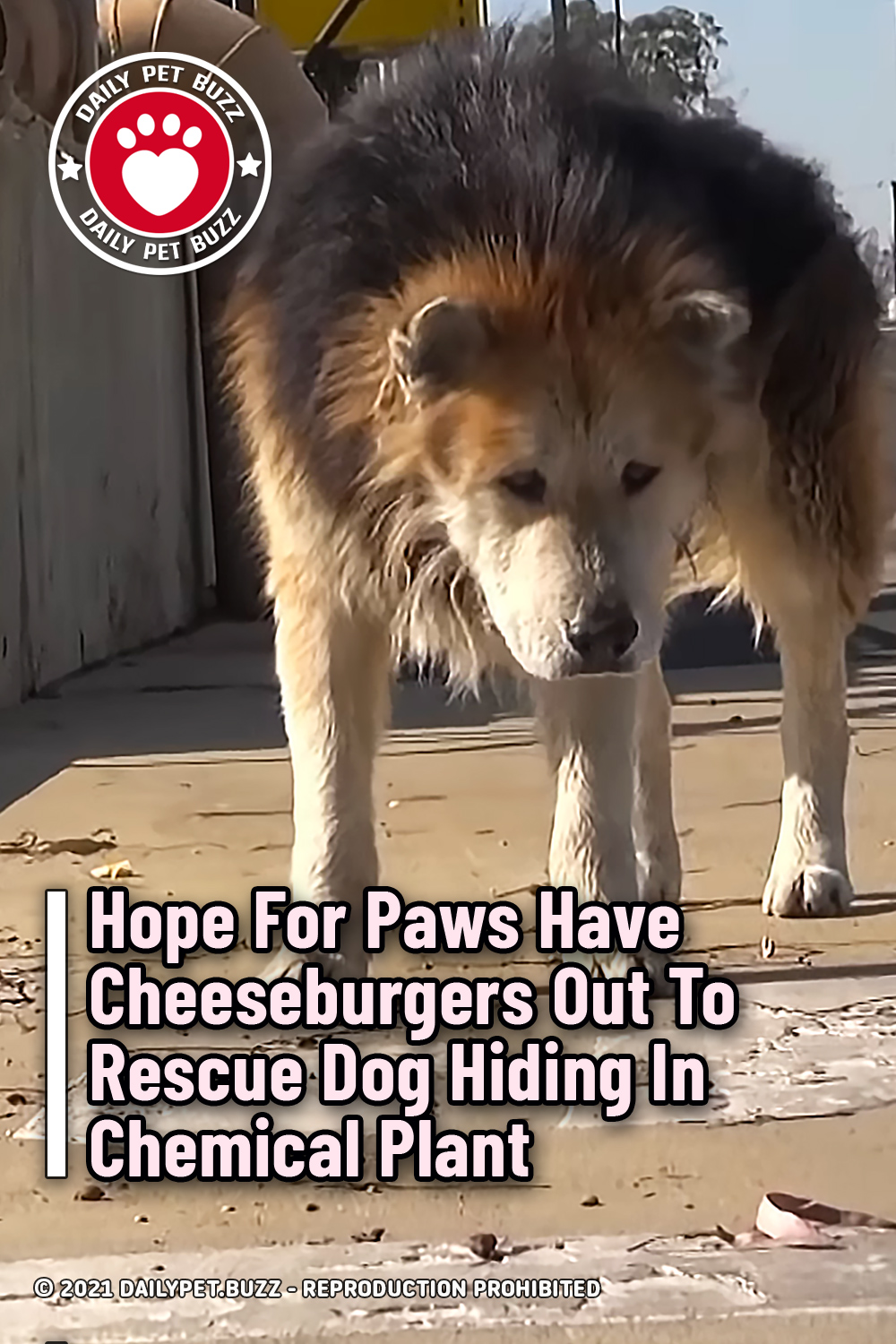 Hope For Paws Have Cheeseburgers Out To Rescue Dog Hiding In Chemical Plant