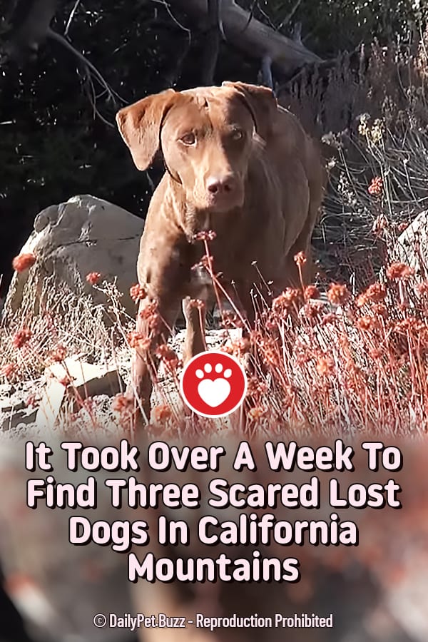 It Took Over A Week To Find Three Scared Lost Dogs In California Mountains