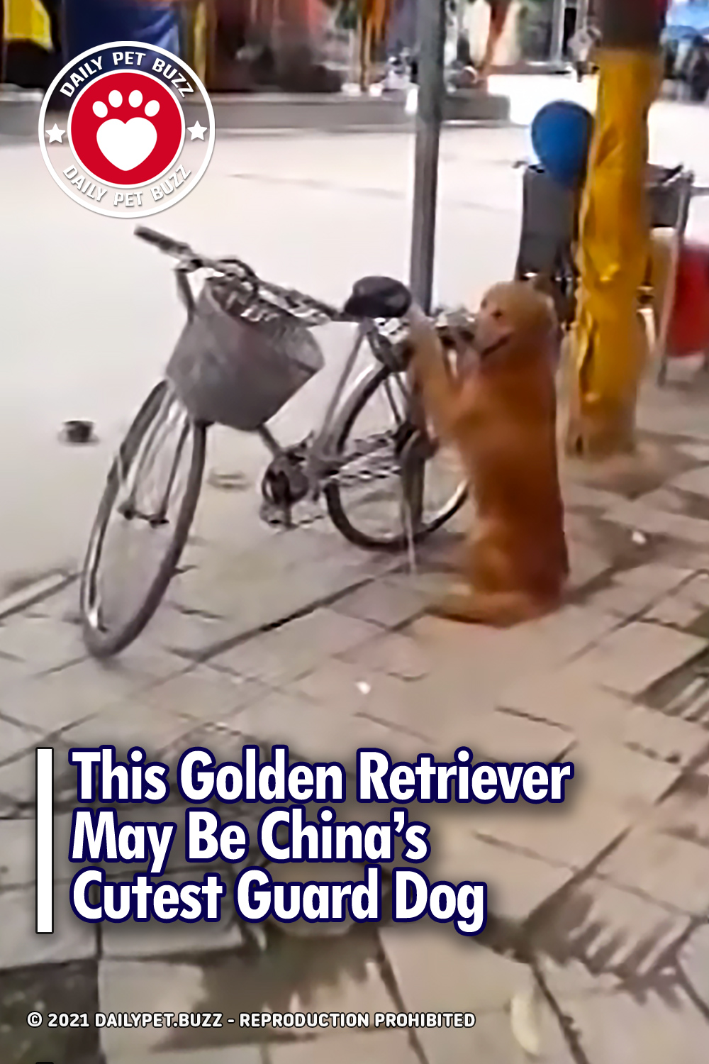 This Golden Retriever May Be China\'s Cutest Guard Dog