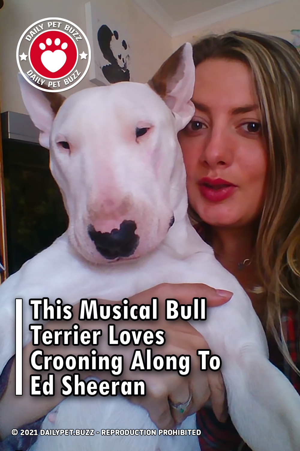 This Musical Bull Terrier Loves Crooning Along To Ed Sheeran