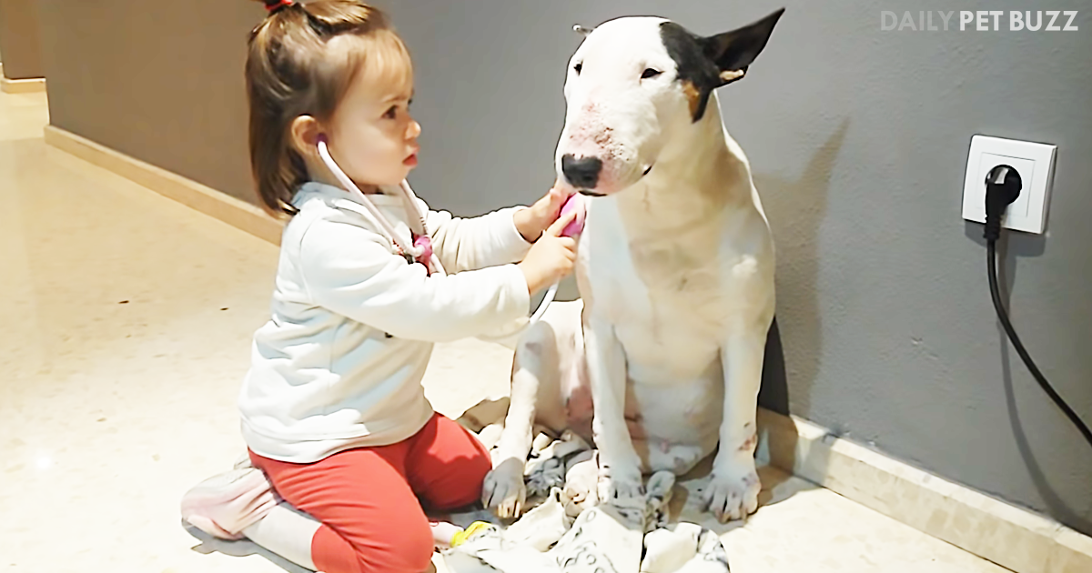 This Darling Bull Terrier Is Very Much The 'Patient' Kind When Playing With His Toddler Human