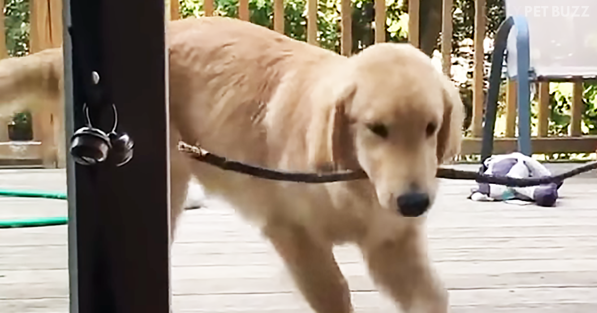 Gunnar The Golden Retriever Puppy Can't Quite Figure Out How To Get His New Stick Into The House
