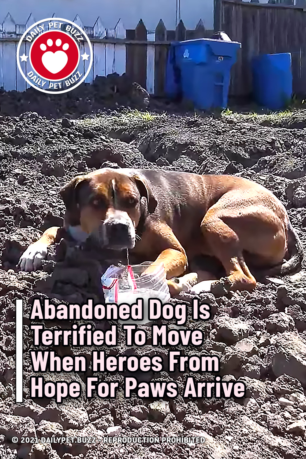 Abandoned Dog Is Terrified To Move When Heroes From Hope For Paws Arrive