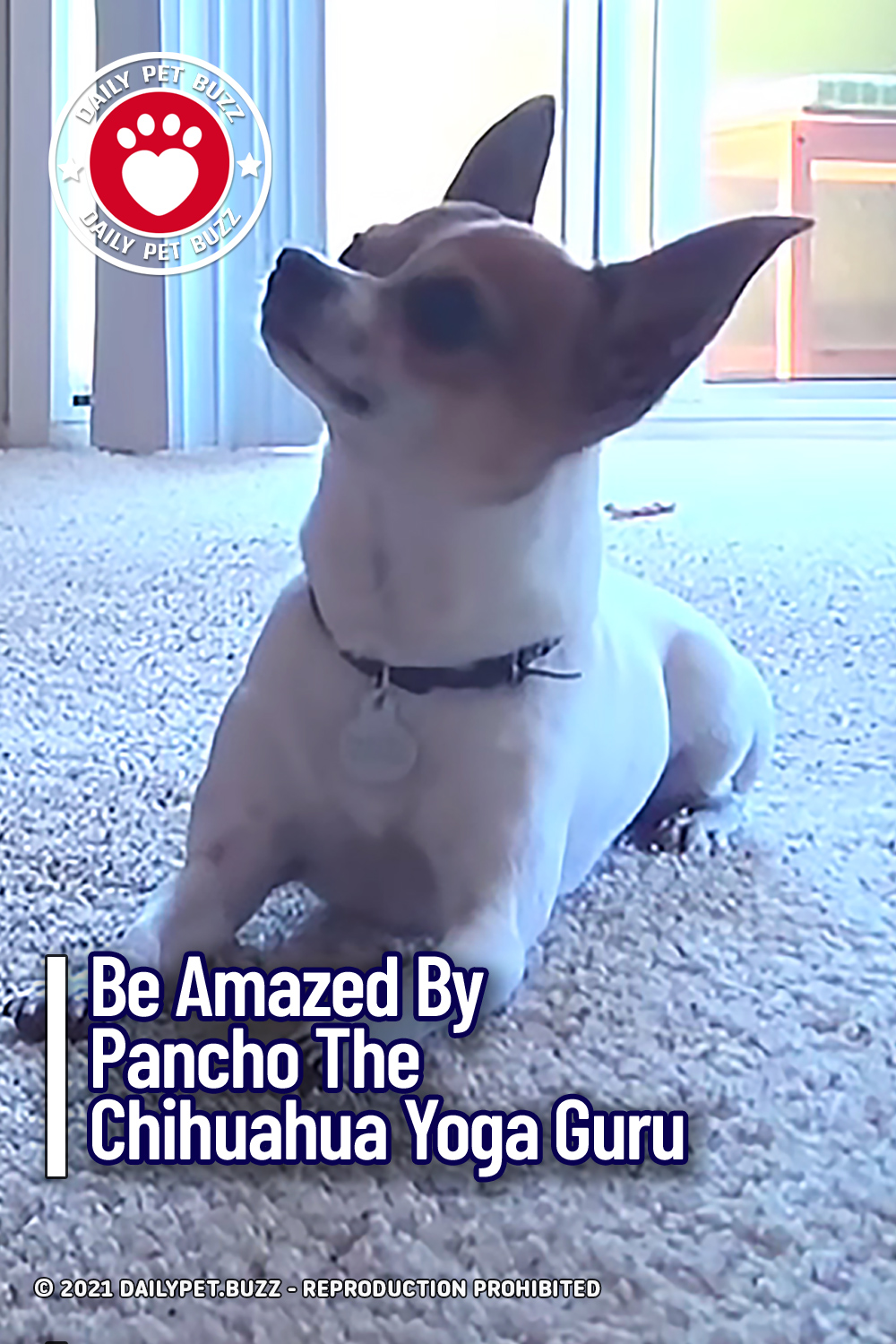 Be Amazed By Pancho The Chihuahua Yoga Guru