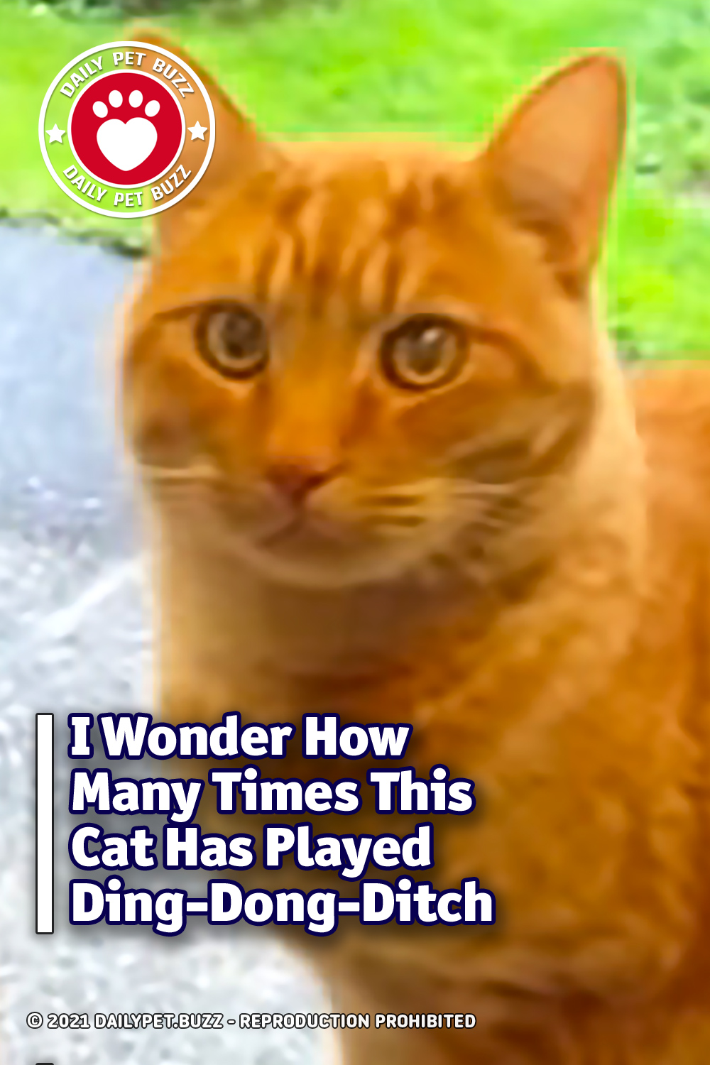 I Wonder How Many Times This Cat Has Played Ding-Dong-Ditch