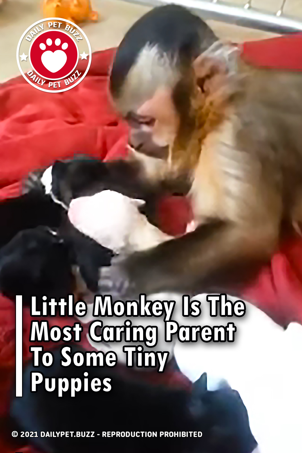 Little Monkey Is The Most Caring Parent To Some Tiny Puppies