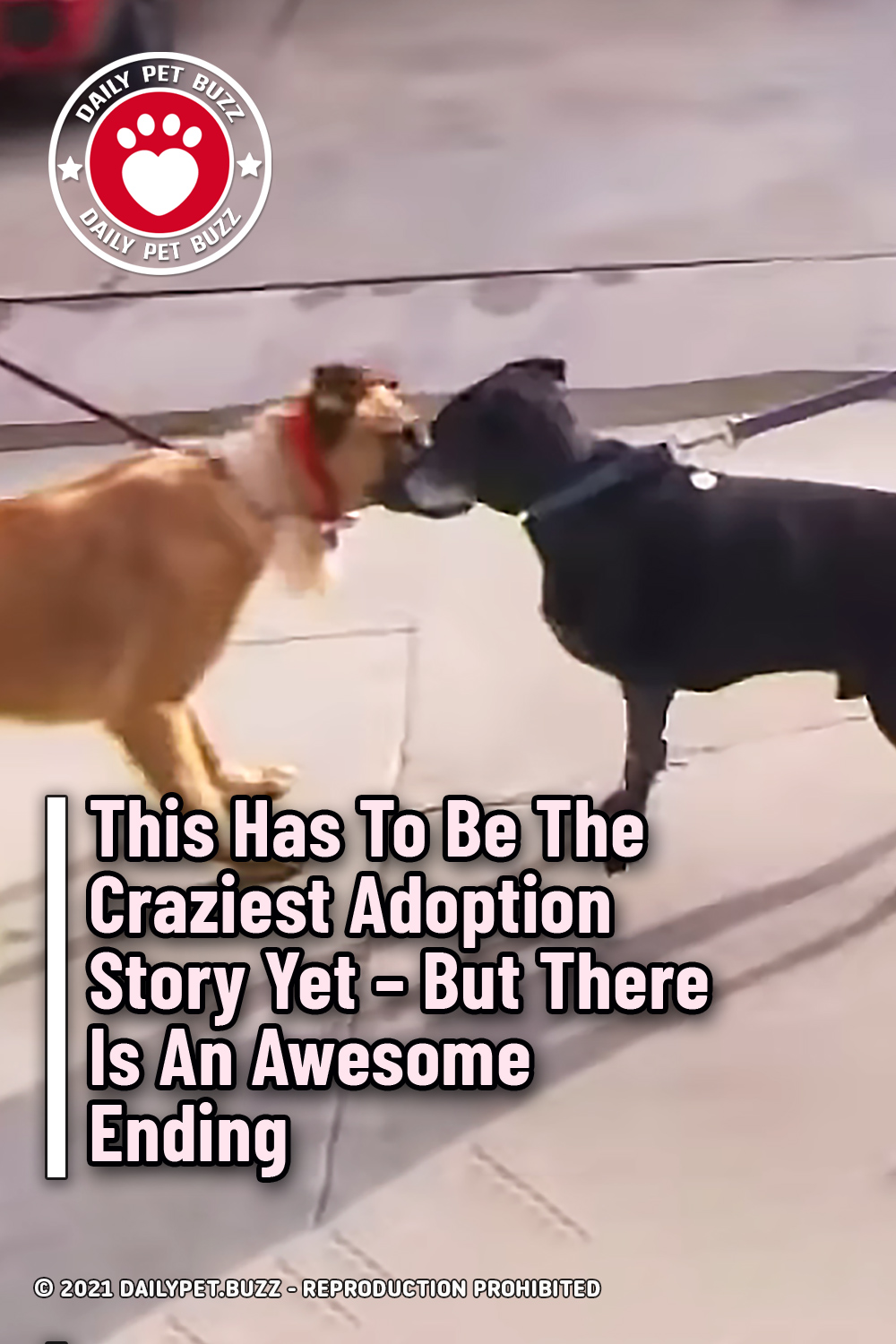 This Has To Be The Craziest Adoption Story Yet – But There Is An Awesome Ending