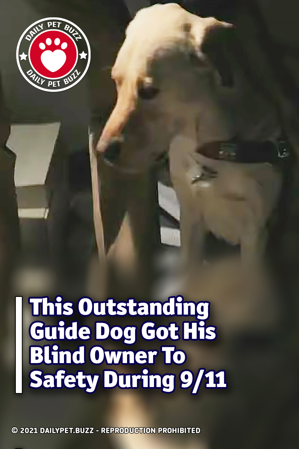 This Outstanding Guide Dog Got His Blind Owner To Safety During 9/11