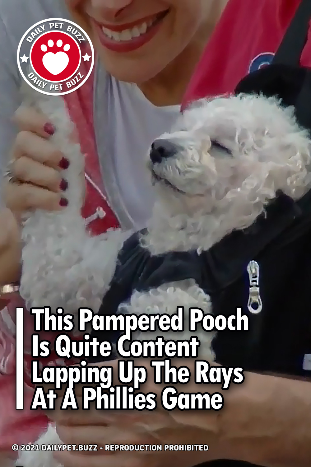 This Pampered Pooch Is Quite Content Lapping Up The Rays At A Phillies Game