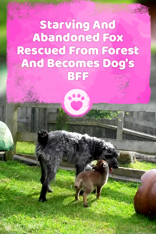 Starving And Abandoned Fox Rescued From Forest And Becomes Dog\'s BFF