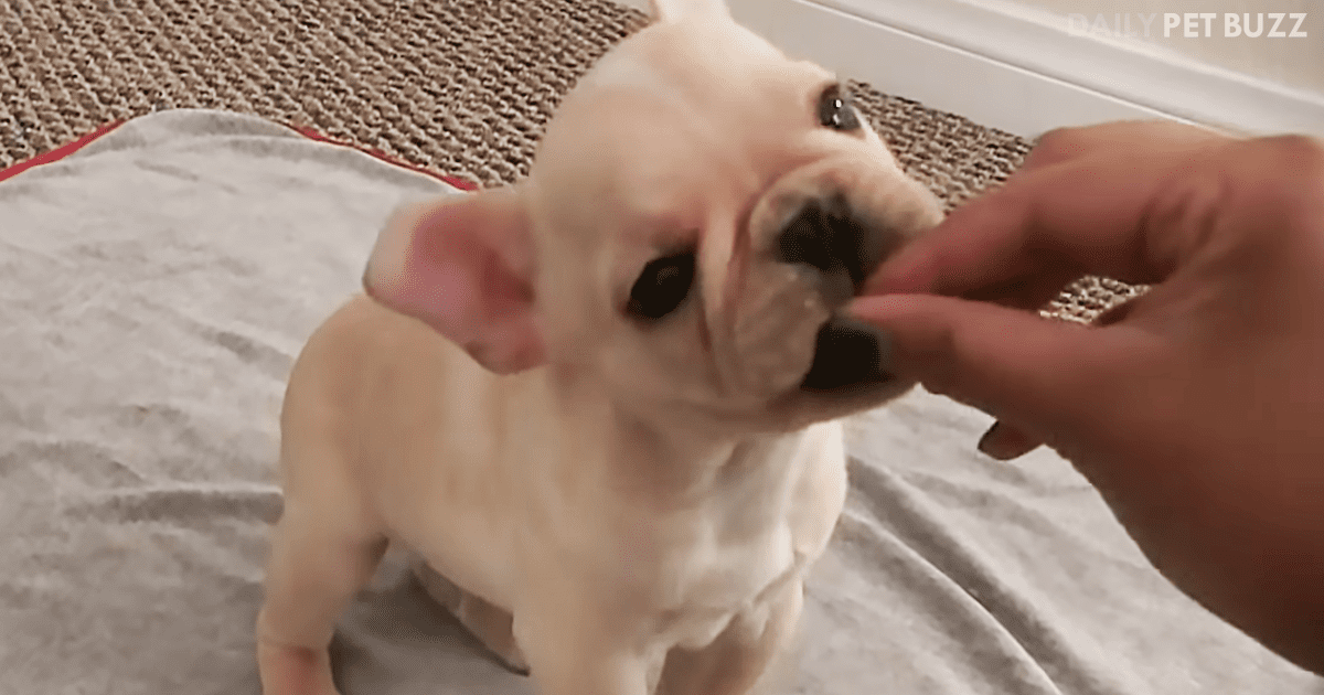 Brody Brixton, The French Bulldog Puppy, Is Only 12-Weeks-Old And Already Doing So Many Tricks