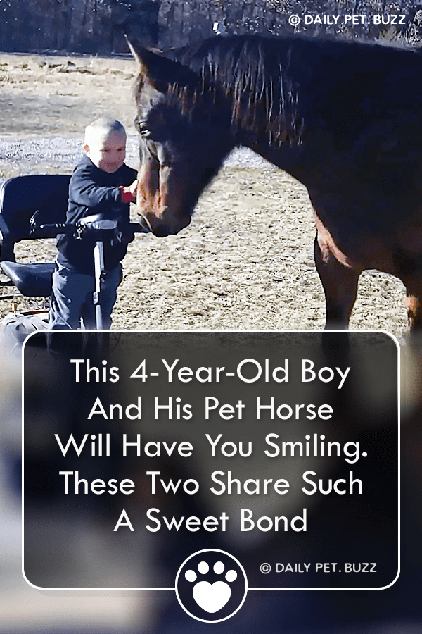 This 4-Year-Old Boy And His Pet Horse Will Have You Smiling. These Two Share Such A Sweet Bond
