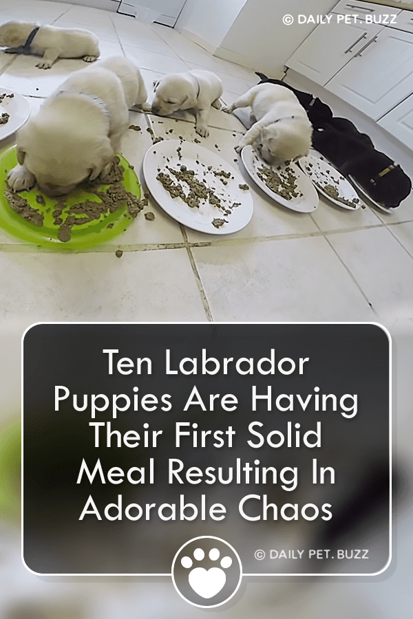 Ten Labrador Puppies Are Having Their First Solid Meal Resulting In Adorable Chaos