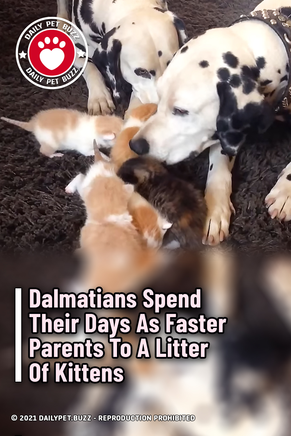 Dalmatians Spend Their Days As Faster Parents To A Litter Of Kittens