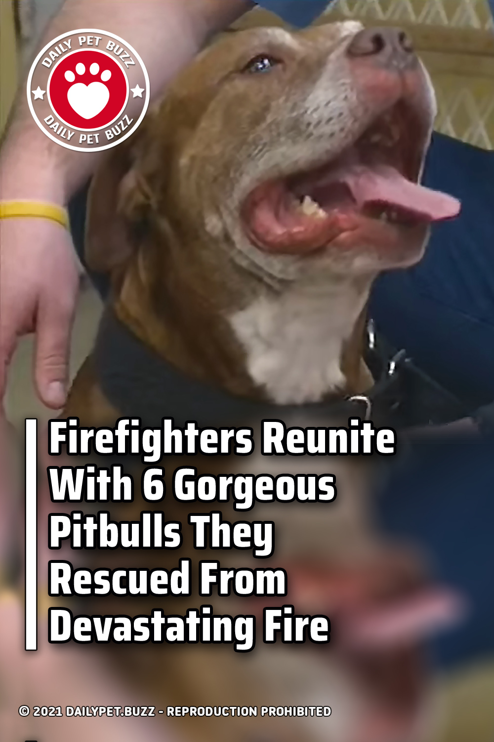 Firefighters Reunite With 6 Gorgeous Pitbulls They Rescued From Devastating Fire