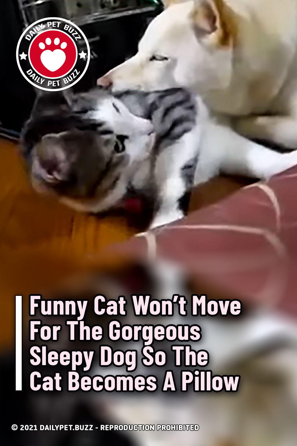 Funny Cat Won\'t Move For The Gorgeous Sleepy Dog So The Cat Becomes A Pillow