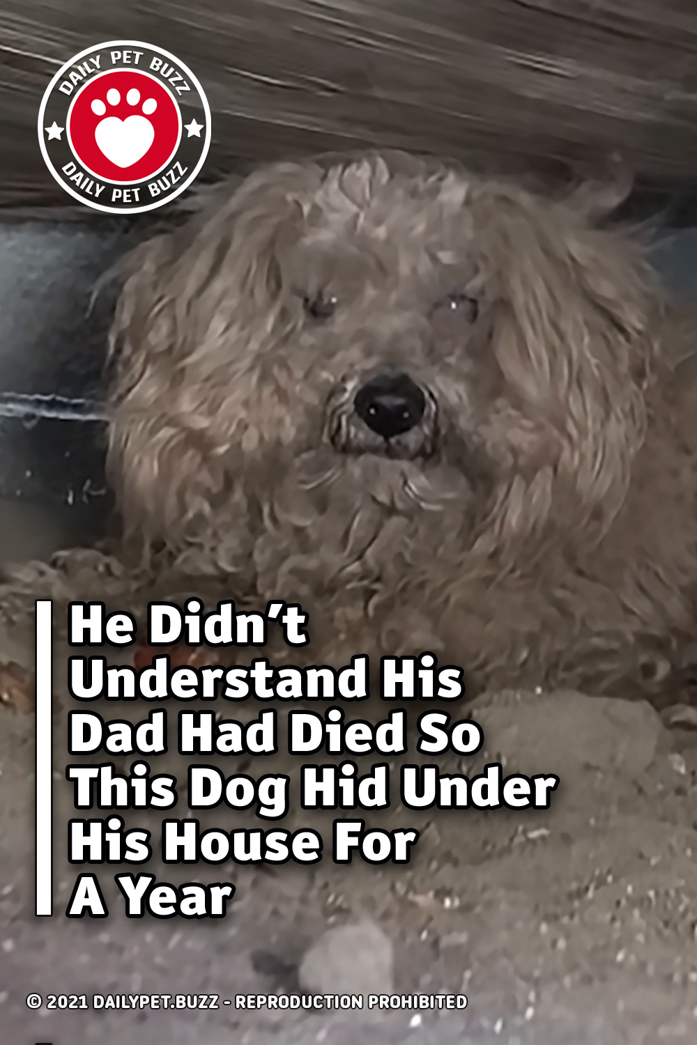 He Didn\'t Understand His Dad Had Died So This Dog Hid Under His House For A Year