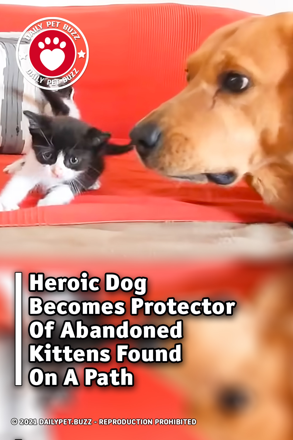 Heroic Dog Becomes Protector Of Abandoned Kittens Found On A Path