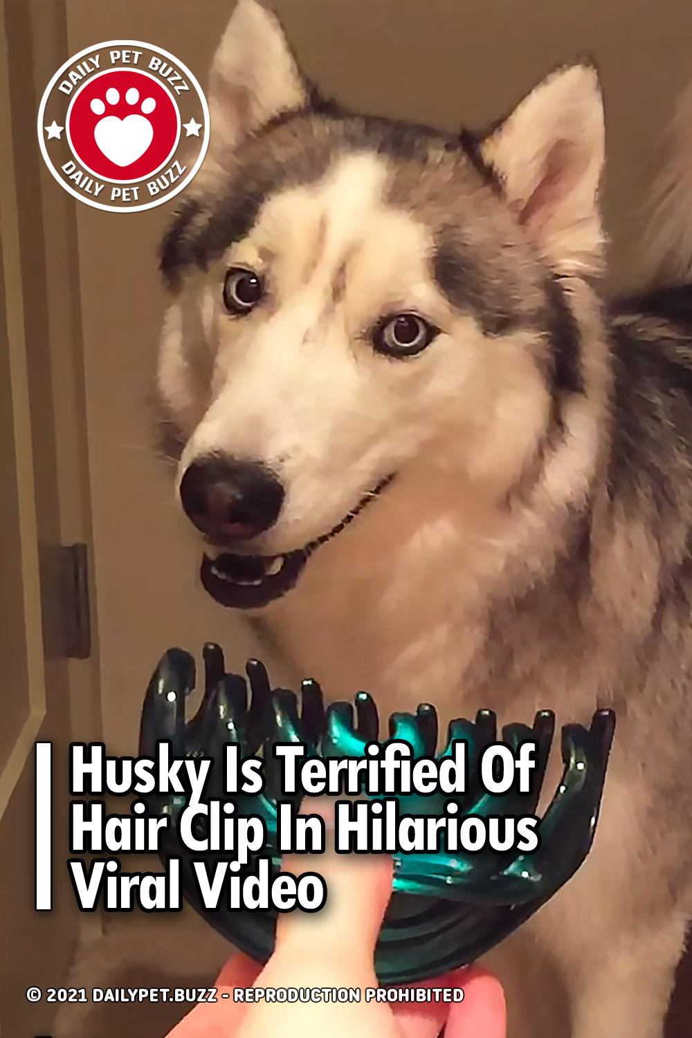 Husky Is Terrified Of Hair Clip In Hilarious Viral Video