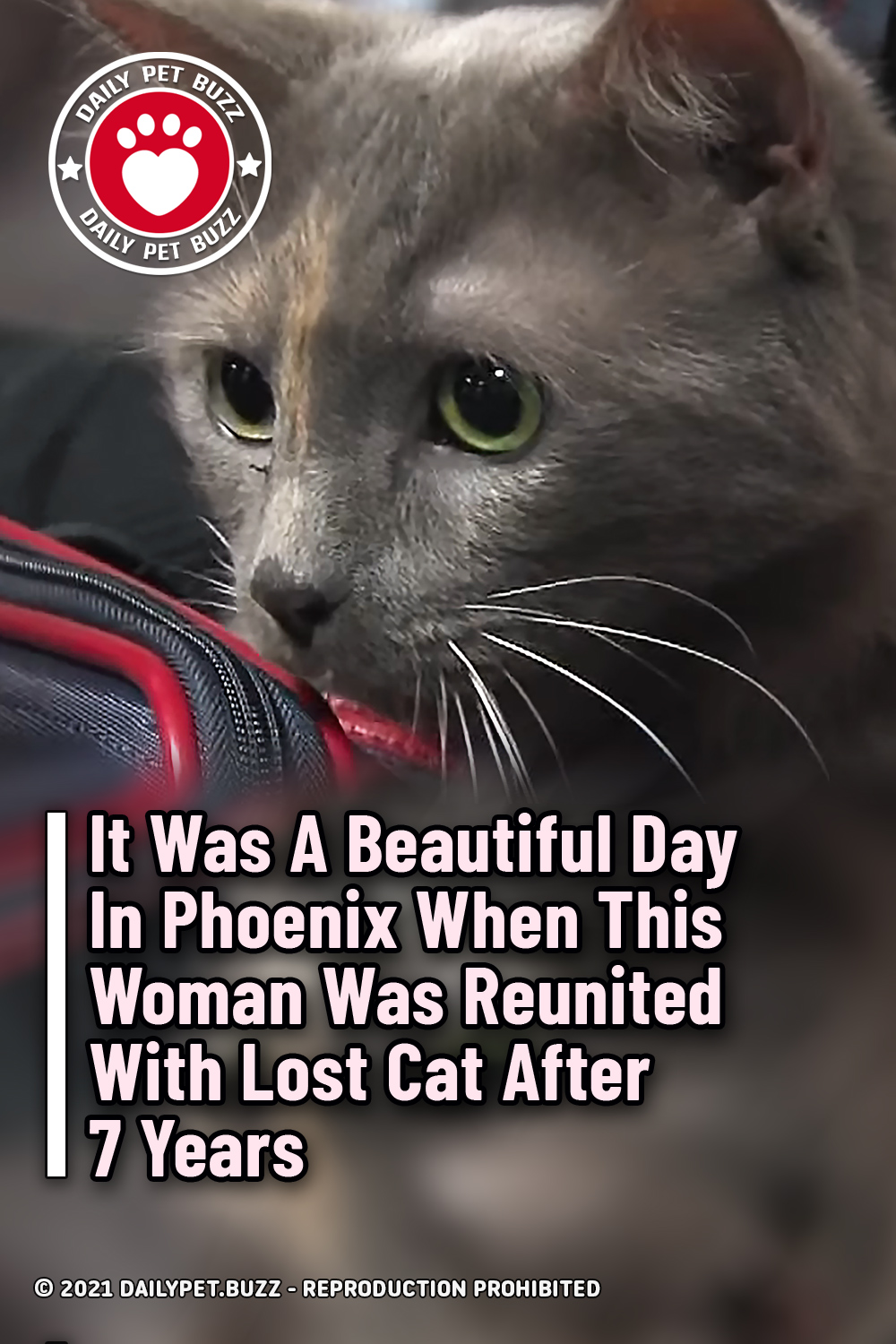 It Was A Beautiful Day In Phoenix When This Woman Was Reunited With Lost Cat After 7 Years