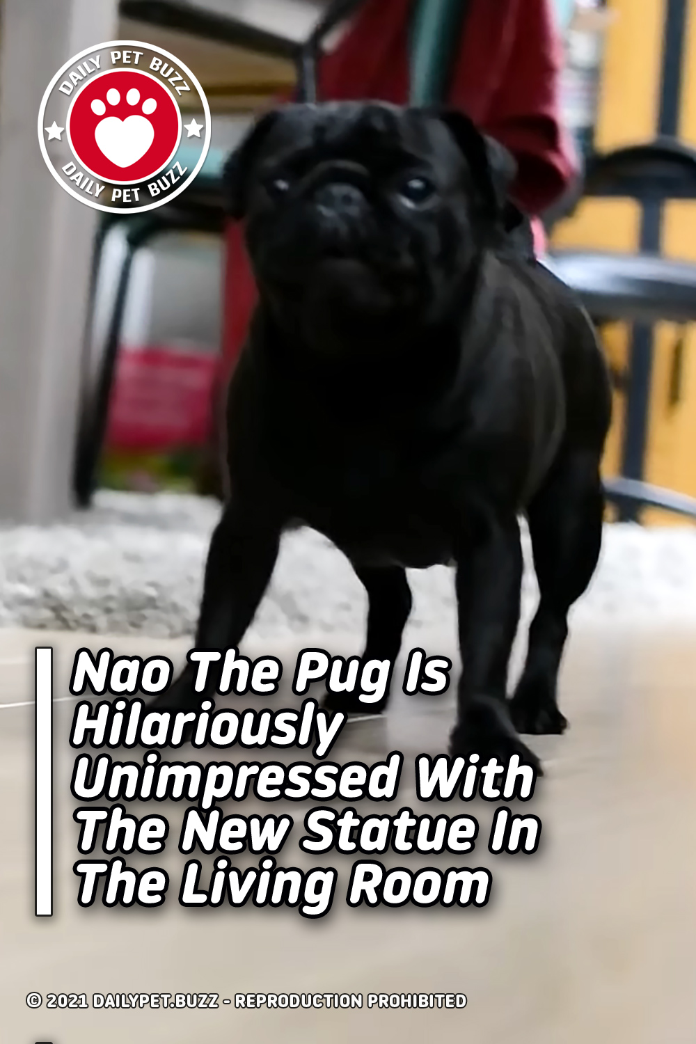 Nao The Pug Is Hilariously Unimpressed With The New Statue In The Living Room