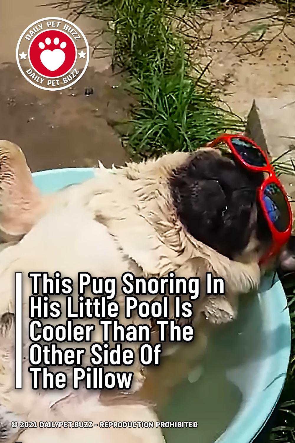 This Pug Snoring In His Little Pool Is Cooler Than The Other Side Of The Pillow