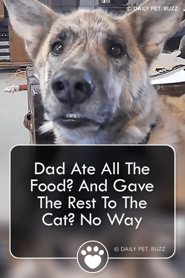 Dad Ate The Food? And Gave The Rest To The Cat? No Way