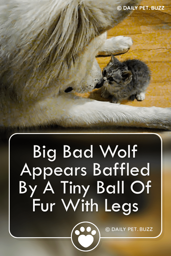 Big Bad Wolf Appears Baffled By A Tiny Ball Of Fur With Legs