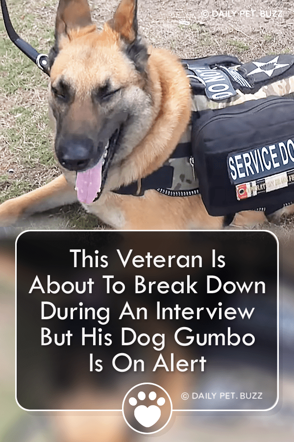 This Veteran Is About To Break Down During An Interview But His Dog Gumbo Is On Alert