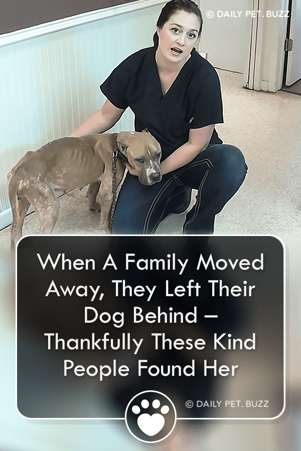 When A Family Moved Away, They Left Their Dog Behind – Thankfully These Kind People Found Her
