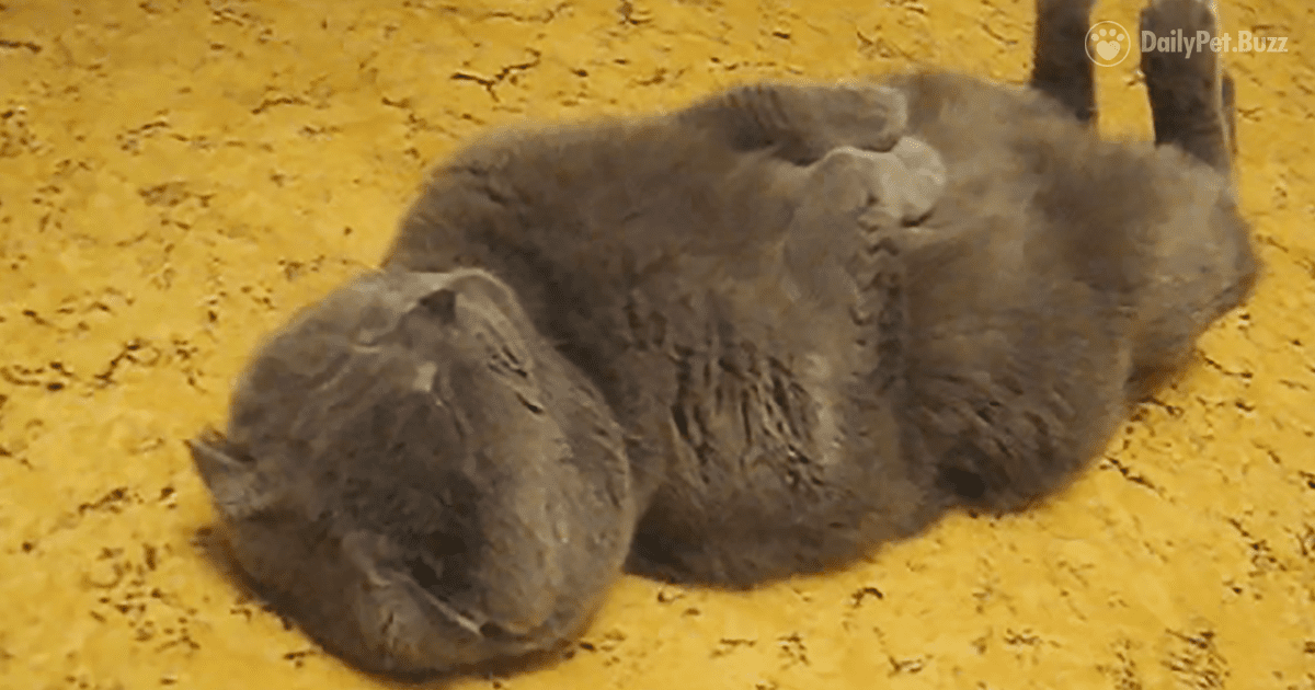 When This Scottish Fold Cat Curls Up On The Floor To Sleep, His Positions Are Priceless