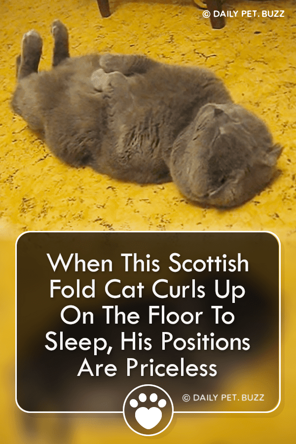 When This Scottish Fold Cat Curls Up On The Floor To Sleep, His Positions Are Priceless