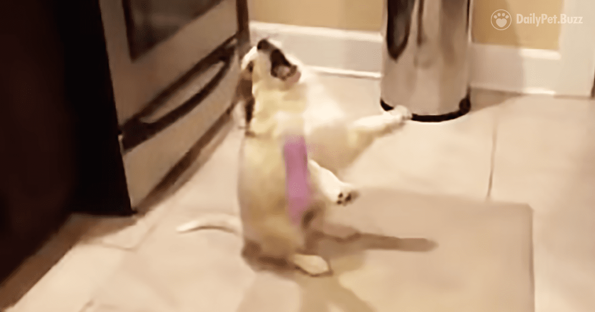 This Hilarious Puppy Needs To Brush Up On His Catching Skills