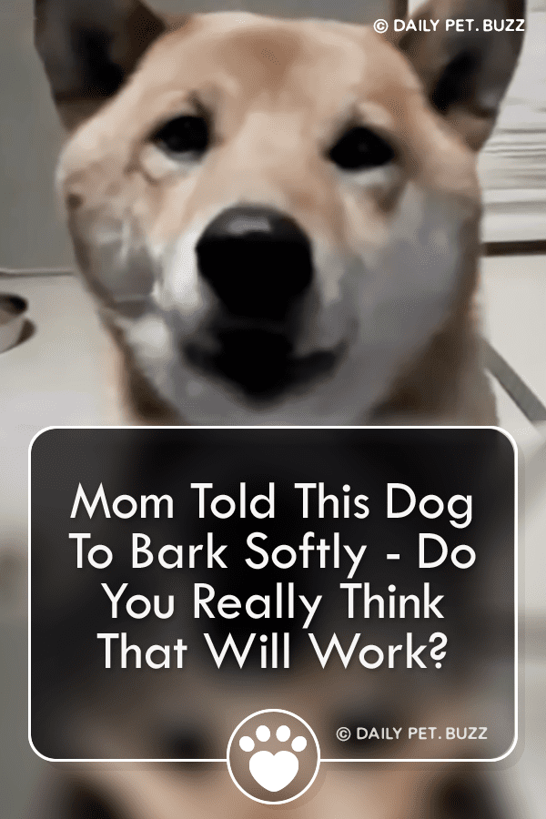 Mom Told This Dog To Bark Softly - Do You Really Think That Will Work?