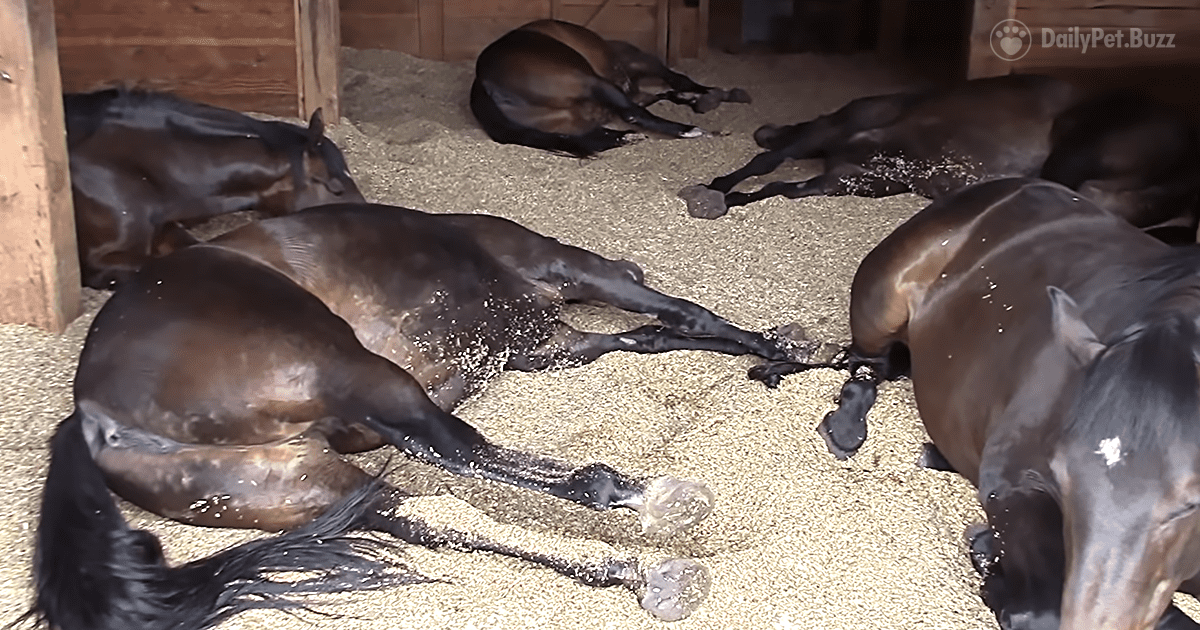 Happy Horse Family is Relaxing Rather Loudly After a Big Meal