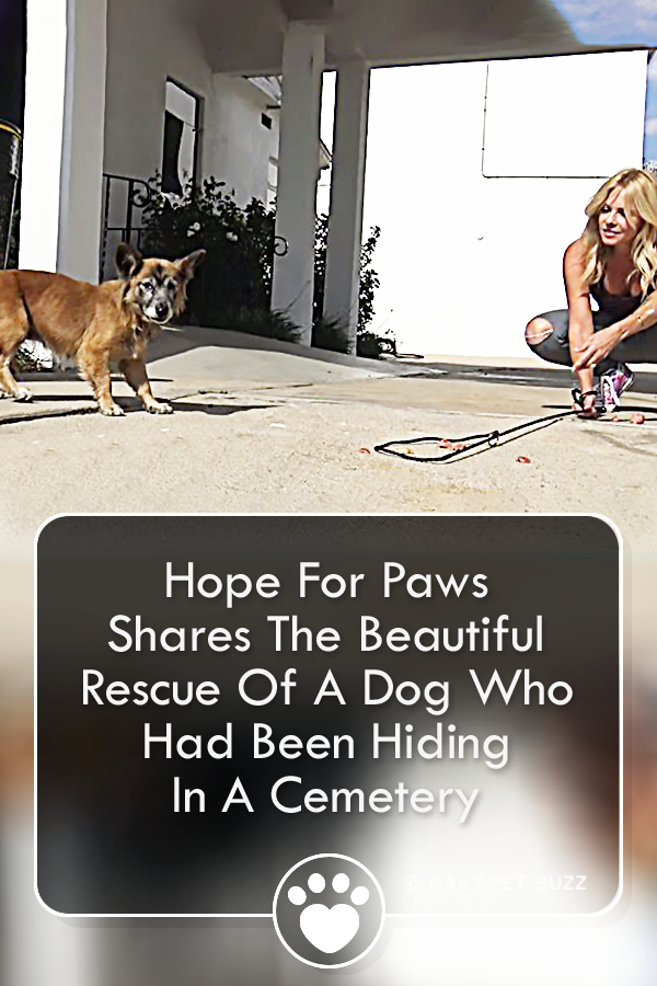 Hope For Paws Shares The Beautiful Rescue Of A Dog Who Had Been Hiding In A Cemetery