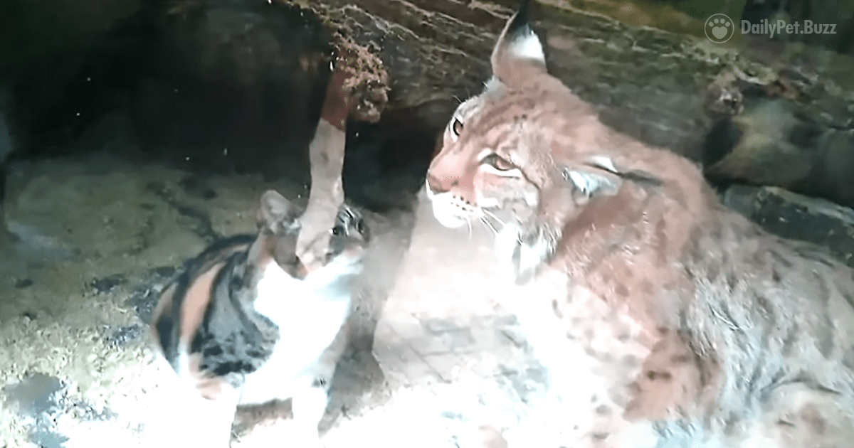This Cat Has Made Herself At Home At The Zoo And Has Made All Sorts Of New Friendships