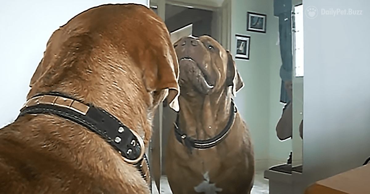 This Big Dogue de Bordeaux Watching Himself In The Mirror Will Have You Laughing Out Loud