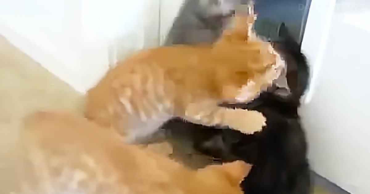 Pup Bravely Steps In To Stop Brutal – And Adorable – Kitten Fight