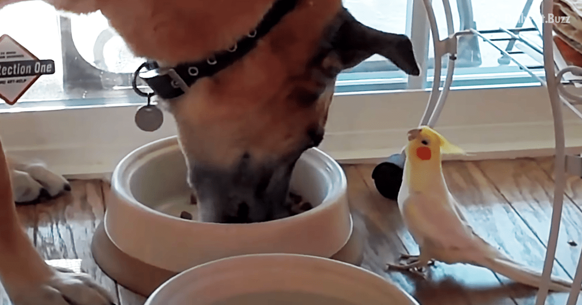 Sweet Bird Whistles A Serenade While This Dog Was Eating His Meal
