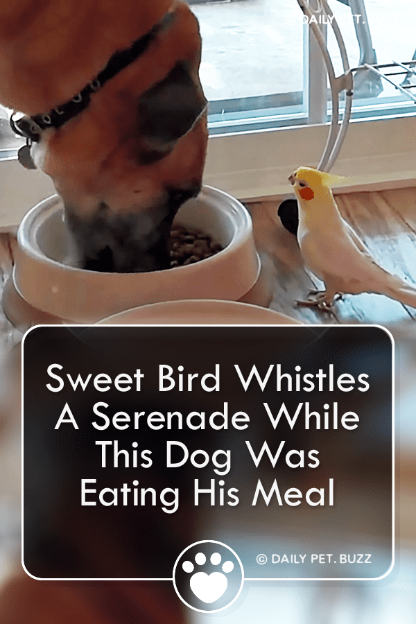 Sweet Bird Whistles A Serenade While This Dog Was Eating His Meal