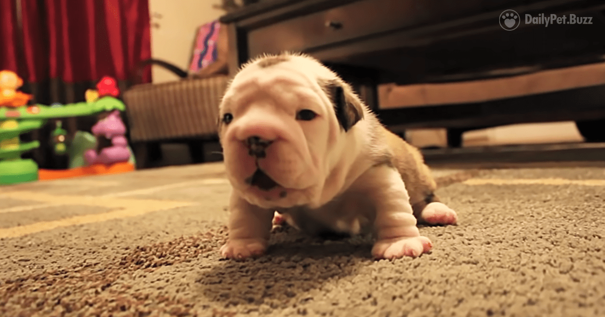 This Little Bulldog Puppy Is Taking His First Steps And He Is Feisty